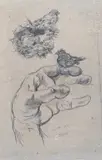 Walter Piacesi, Primavera