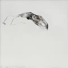 La seppia by Alessandro Nocentini, 2010, Donato da: l'Artista, offered Dec 2011
