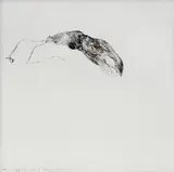 Alessandro Nocentini, La seppia, 2010, Donato da: l'Artista