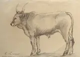 Giovanni Lomi, Bove maremmano