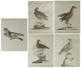 Xaverio Manetti, Uccelli, cinque stampe colorate a mano in cornici