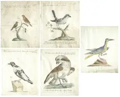 Uccelli by Xaverio Manetti, in cornice, offered Oct 2011