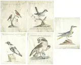 Xaverio Manetti, Uccelli, in cornice