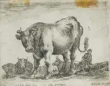 Stefano della Bella, Il toro