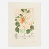 Anacardium recordans (Begonia Le Coeur) (from the Flordali series) by Salvador Dalí, 1968, etching with drypoint and pochoir in colors on Arches, sold Oct 2022