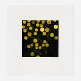 Yellow Peppers (from the Fruits and Flowers III series) by Donald Sultan, 1993, screenprint in colors on Arches, sold Oct 2022