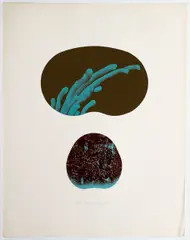 Untitled (Sea Forms), 1973, original color by Sven Lukin, silkscreen print on paper, pencil, offered Mar 2021