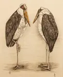 Pair of Marabou Storks, c.1950s by B. S., graphite and colored pencil on paper, offered Mar 2021