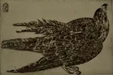 Józef Hecht, - ''Buse'' (Tonneau, Ryckelynck and Plumart 334)-, engraving, 1945