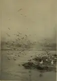 - ''Gulls''- by William Lionel Wyllie, etching and aquatint, offered Oct 2015
