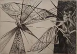 Walter Rogalski, - ''Locust''-, etching, 1954