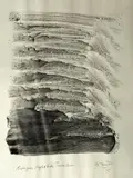 Alan Fenton, - ''Energies, Right Side Transition IX''-, watercolor on paper, 1975