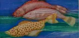 David Kaplan, - ''Fancy Fish''-, etching in colors