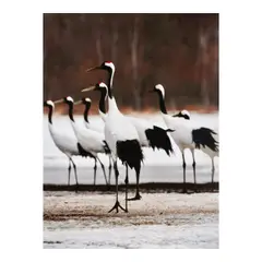 Michelle Liles, Red-Crowned Crane Symmetry, 2015, color photograph