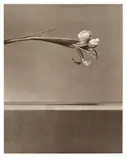 Robert Mapplethorpe, Untitled (from Flowers Portfolio)