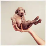 William Wegman, Hand Some
