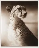 Portrait of Cheetah Against Dark Sky - Maasai Mara (from On This Earth Portfolio) by Nick Brandt, 2004, Archival pigment print on paper, sold Mar 2015