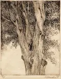 Edmond Casarella, Tree, 1958, etching on paper