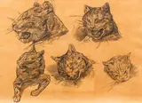 Théodore Géricault, Five Studies of a Cat, pencil on tan paper