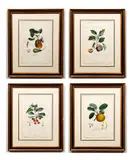 and Turpin and others, Epargne, Reinette Jaune Native, Cerise Native, Diapree Rouge, 4 hand colored stipple by Pierre Antoine Poiteau, engraving, offered Dec 2020
