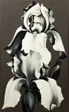 Lowell Nesbitt, Two White Iris on Grey, 1978, oil on canvas