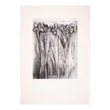 Jim Dine, Iris, from A Temple of Flora (D'Oench & Feinberg 13), 1978, Etching with hand-coloring on Fabriano Rosaspina paper