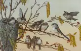 A. De Guerin, A Nest Of Long Tailed Tits, Watercolour