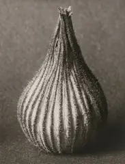 Karl Blosfeldt, Konvolut, 1915, 24 Silbergelatineabzüge von Originalnegativen, 1988–1990. Je Agfa-Papier