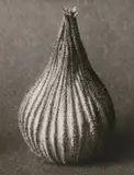 Karl Blosfeldt, Konvolut