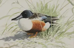 Trevor Boyer, Untitled, watercolour and bodycolour 16.5 x 25cm .