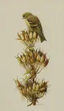 Paul-Louis Barruel, Untitled, watercolour 27 x 16cm Provenance: With Tryon Gallery. .