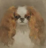 Untitled by Neville Bulwer-Lytton, 3rd Earl of Lytton, a Blenheim chestnut and white toy spaniel pastel 23.5 x 22cm, sold Oct 2020