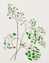 Maidenhair Fern, 1972, color by Henry Evans, linocut, offered Aug 2020