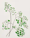 Maidenhair Fern, 1972, color by Henry Evans, linocut, offered Aug 2020