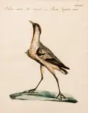 Saverio Manetti, Piviere Armato del Senegal, hand-colored, engraving, c.1776