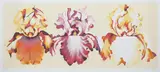 Lowell Nesbitt, Three Orchids, 1980, serigraph printed in colors