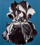 Lowell Nesbitt, Iris on Blue II, serigraph printed in colors