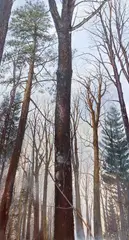 Patrick Ruane, Trees, oil on canvas
