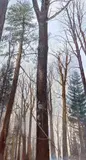 Trees by Patrick Ruane, oil on canvas, offered Jun 2020