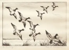 Paul F. Berdanier Sr., On The Wing, etching showing ducks in flight