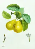 Pear Still Life by M. Davies, oil on canvas, offered Mar 2020