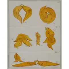 David James Gilhooly, III, Banana Slug, 1989, colored, etching on Arches, with watermark at lower right, [approximate dimensions -