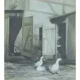 Richard Müller, "Entenstudie" (Duck Study)