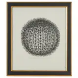 Jacques Hnizdovsky, Enchinocactus, 1972, woodcut, [approximate dimensions -