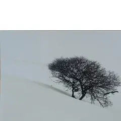 Abbas Gharib, 1942 / Snow White, 2012, Stampa digitale su carta fotografica