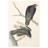 John James Audubon, Black Warrior, pl. LXXXVI, from The Birds of America, c. 1830, Engraving with etching, aquatint and hand-coloring on J. Whatman Turkey Mill 1835 paper, from the Robert Havell edition