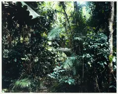 Paradise 6 (Daintree, Australia) by Thomas Struth, 1998, C-Print, Diasec in Künstlerrahmung, sold May 2013