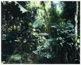 Paradise 6 (Daintree, Australia) by Thomas Struth, 1998, C-Print, Diasec in Künstlerrahmung, sold May 2013