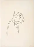 Daffodil by Ellsworth Kelly, 1979-1980, Transfer lithograph on 300-gram Arches Cover paper, sold Mar 2015