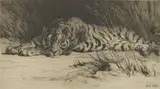Herbert Dicksee, Untitled, Herbert Thomas Dicksee RE (1862-1942 ) 'In the Reeds' (Tiger) original etching on paper